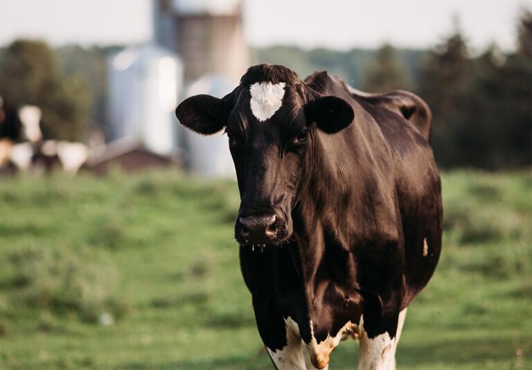 Conestoga College D2L