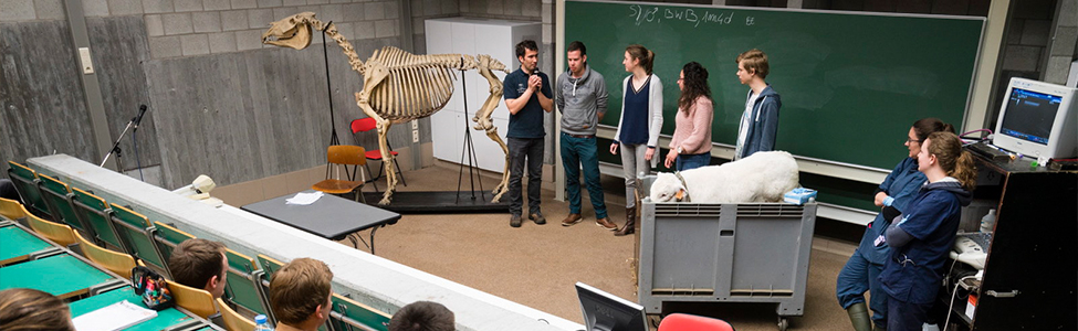 vet school presentation in class